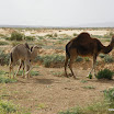 Tunesien-04-2012-081.JPG