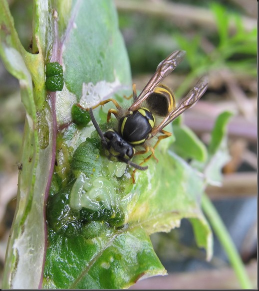 wasp dinner