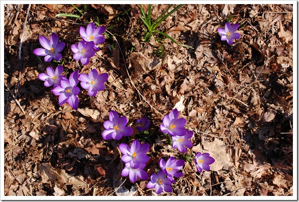 crocus love
