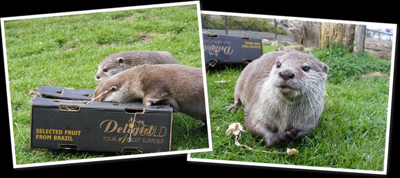 View otter box enrichment