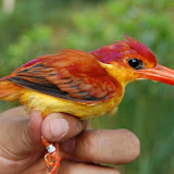 Rufous-backed Kingfisher (セアカミツユビカワセミ)に魅せられる / Lovely Rufous-backed Kingfisher (Photo by the author)