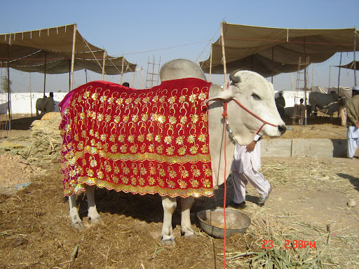 Cow Mandi Karachi