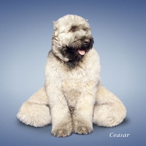 [Yoga-dogs-4%255B3%255D.jpg]