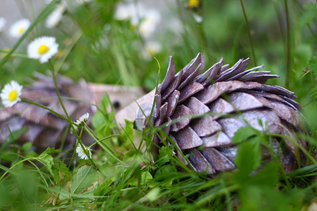 [riccio%2520Schiccio-005%255B5%255D.jpg]