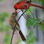 Cardinals