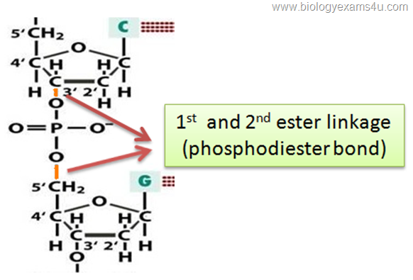 phosphodiester bond