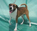 Toshca. Hembra 2 años. Muy cariñosa, hiperactiva, un poco brusca para jugar
Adoptada ¡¡!!