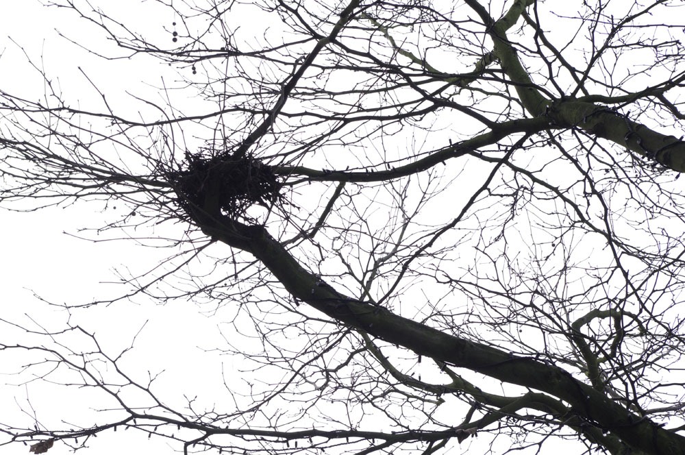 [birds%2520nest%255B3%255D.jpg]