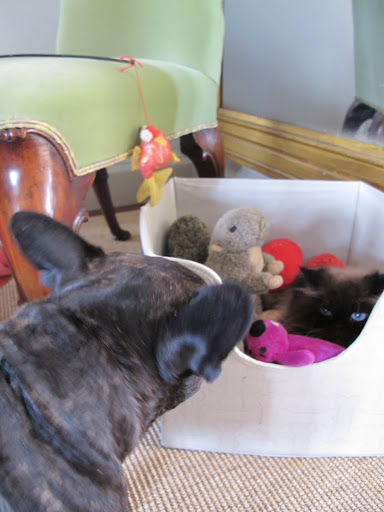 Wait a second!  If I'm not mistaken, that furry toy is giving me a really cold stare!