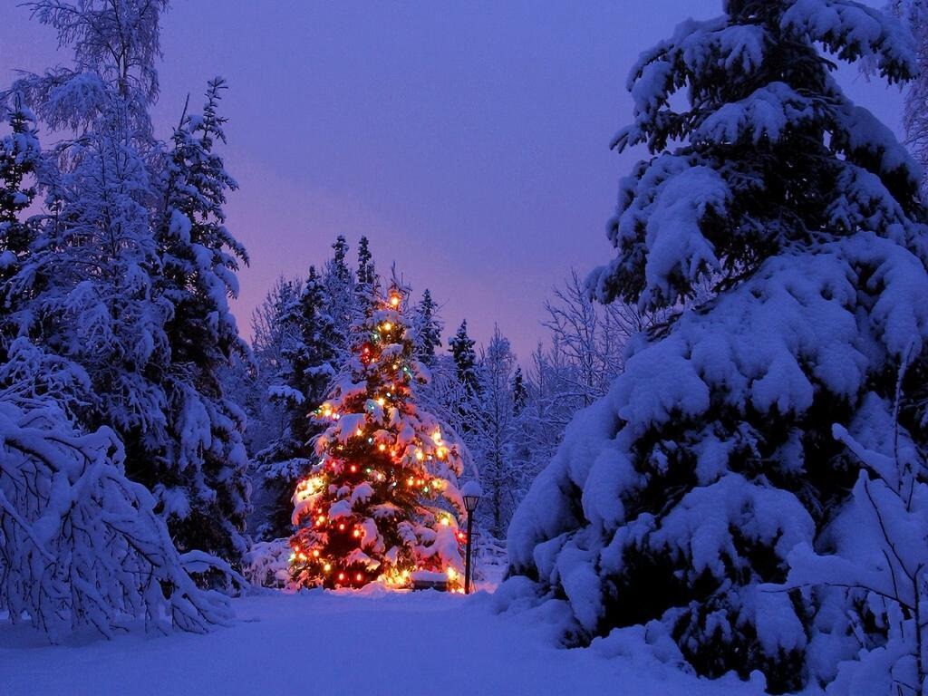 [christmas-tree%255B3%255D.jpg]