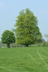 This year's event is 2 weeks earlier than normal but the leaves are out on the trees.