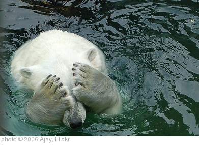 'I'm so ashamed of this new manicure!' photo (c) 2006, Ajay - license: http://creativecommons.org/licenses/by/2.0/