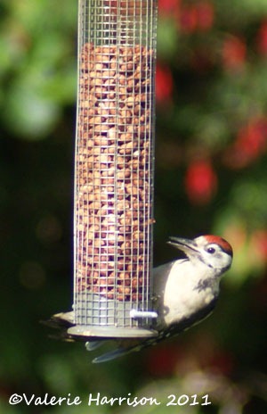 [3%2520great-spotted-woodpecker-juv%255B2%255D.jpg]