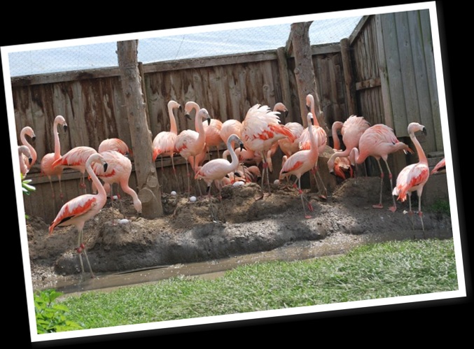 View Chilean Flamingo