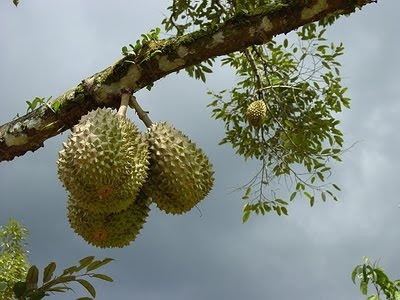 [durian_billyinfo.blogspot2%255B3%255D.jpg]