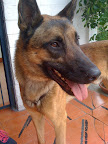 ZAPOPAN Felizmente Adoptado ¡¡!!