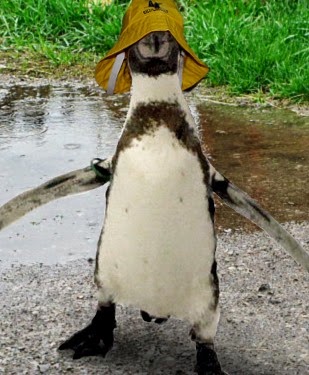 [Dippy%2520with%2520rain%2520hat%255B2%255D.jpg]