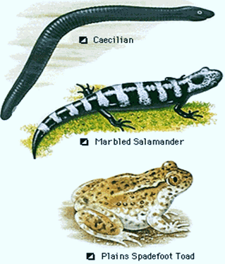 amphibia-classification