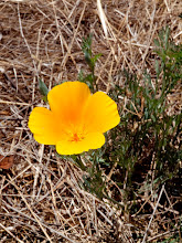 P8066818
