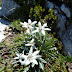 2011.08.18.-19. - Spodnje bohinjske gore