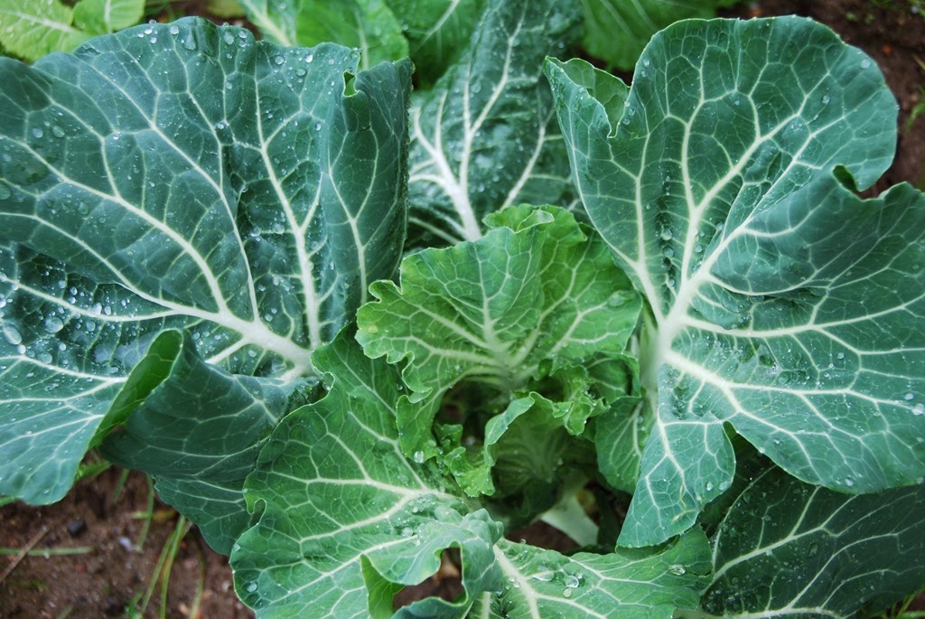 [DSC_0047%255B3%255D.jpg]