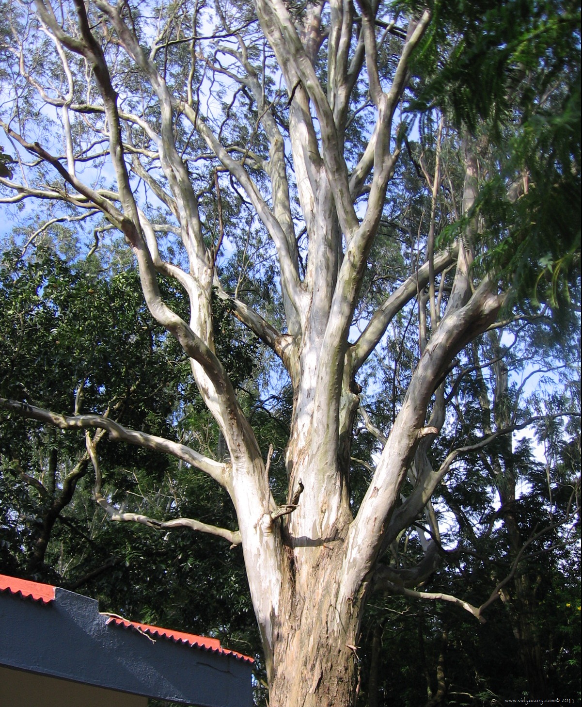 [VidyaSury-Oldest-EucalyptusTree24.jpg]