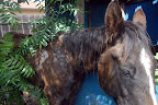 If Tawnee is not at an auction trying to save horses or other animals being sold for slaughter, she is answering their call in another way.