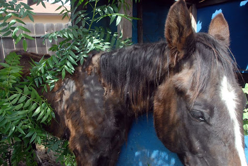 If Tawnee is not at an auction trying to save horses or other animals being sold for slaughter, she is answering their call in another way.
