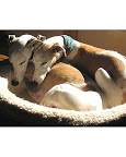 Dogs tend to learn in context -so when training, it is important to train the same directives in a variety of locations.