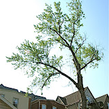 This tree has a bad lean ~ right over the garage
The major limbs are hollow ~ very dangerous !
