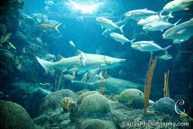 [flaquarium9of11%255B1%255D.jpg]