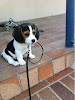 Perrito Forever Alone Perrito Forever Alone