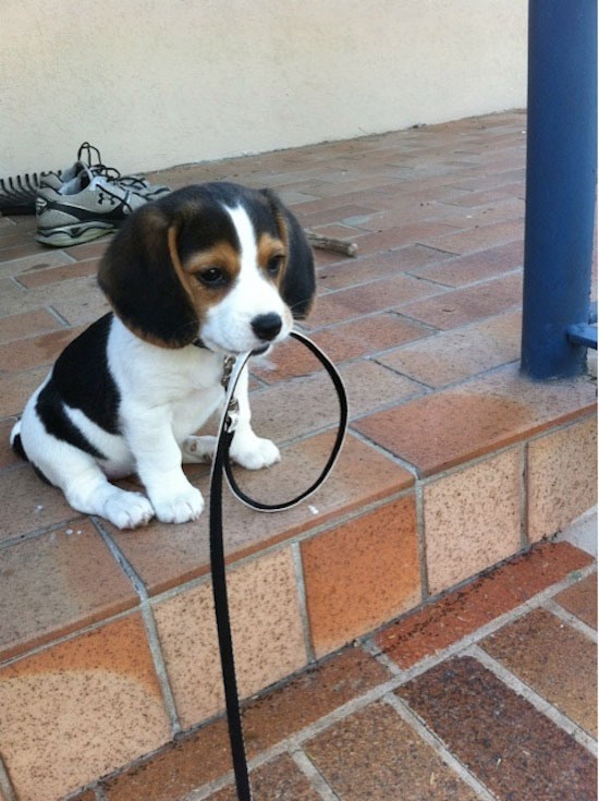 perrito forever alone perrito forever alone