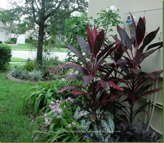Southeast florida garden evolvement: my garden: two years later