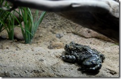 aquarium2