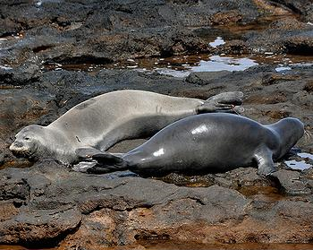 Monks seals rest on shoreline rocks, Molokai, Hawaii, February 2011. Photo by Gail Koza