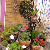 Ons tuin en Potplante 09112008