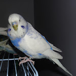 Nov 27-11 Coco.JPG