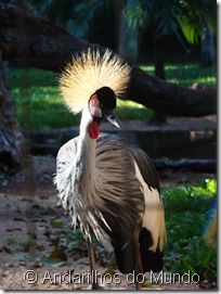 Grou-Coroado Grou Coroado Parque das Aves Foz do Iguaçu BlogTurFoz