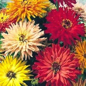 [Zinnia%2520Cactus%2520Mix%255B10%255D.jpg]