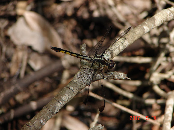 Spotting Image 1