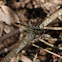 Seaside Dragonlet