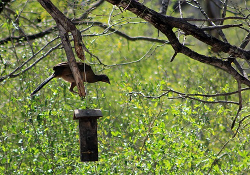 chachalaca 2013