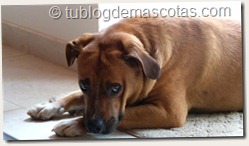 Responsabilidades de una mascota: educar, ejercitar, asear, cuidar, amar Responsabilidades de una mascota: educar, ejercitar, asear, cuidar, amar