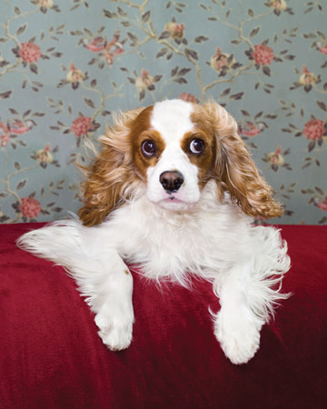 Django, a cavalier King Charles spaniel, looks a bit like Charlie Chaplin, doesn't he? Django, a cavalier King Charles spaniel, looks a bit like Charlie Chaplin, doesn't he?