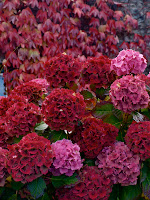 Hydrangeas