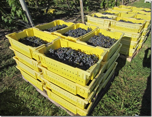 Lugs of St. Croix grapes waiting to be transported to winery