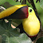 Chestnut-Mandibled Toucan