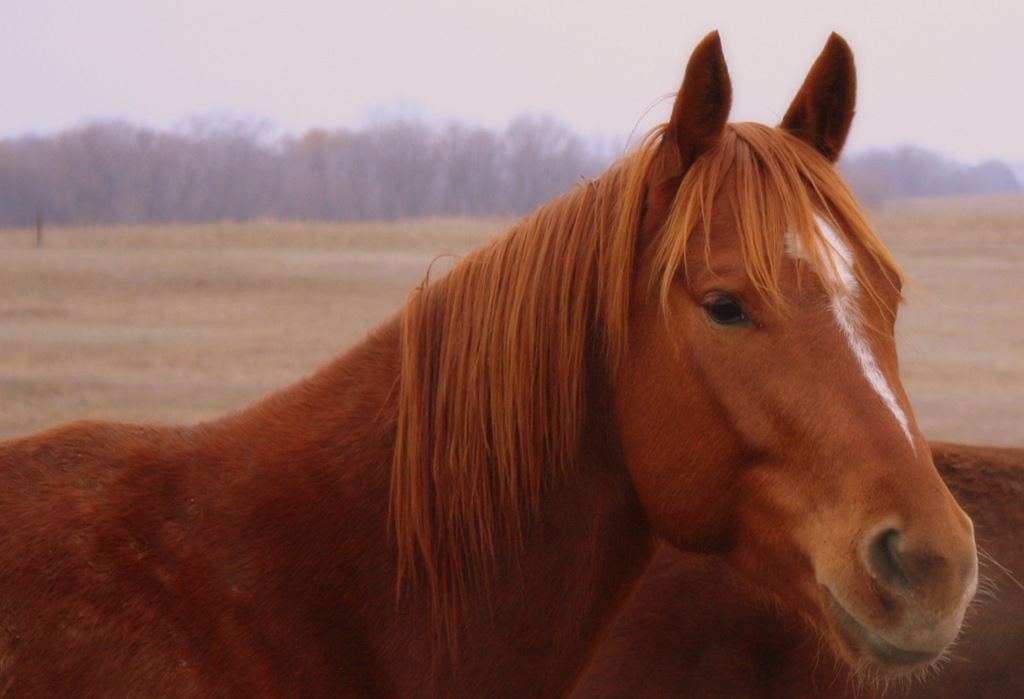 [horses%2520021-001ab%255B3%255D.jpg]