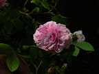 P1090081.JPG